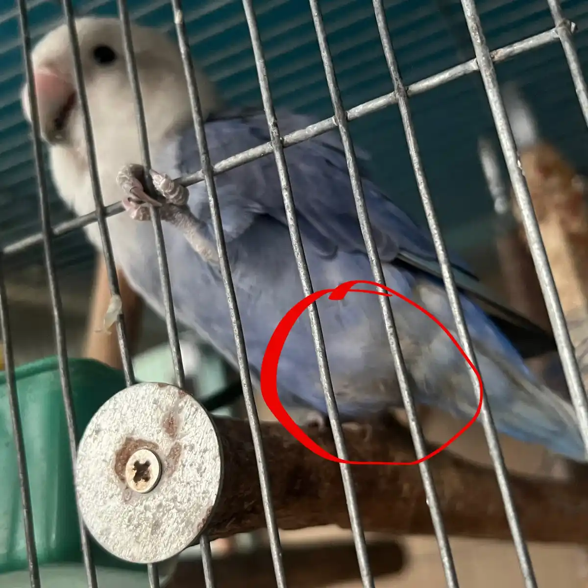 A light blue and white lovebird perched inside a metal cage, with a red circle drawn around its rounded belly area. The bird…