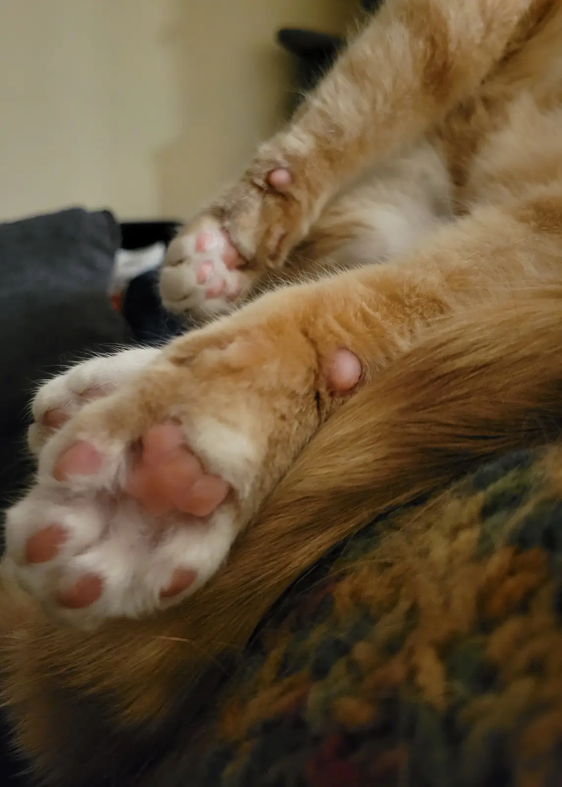 A close-up photo shows the paws of a ginger and white cat lying relaxed, with a noticeable pinkish lump on the wrist of each…