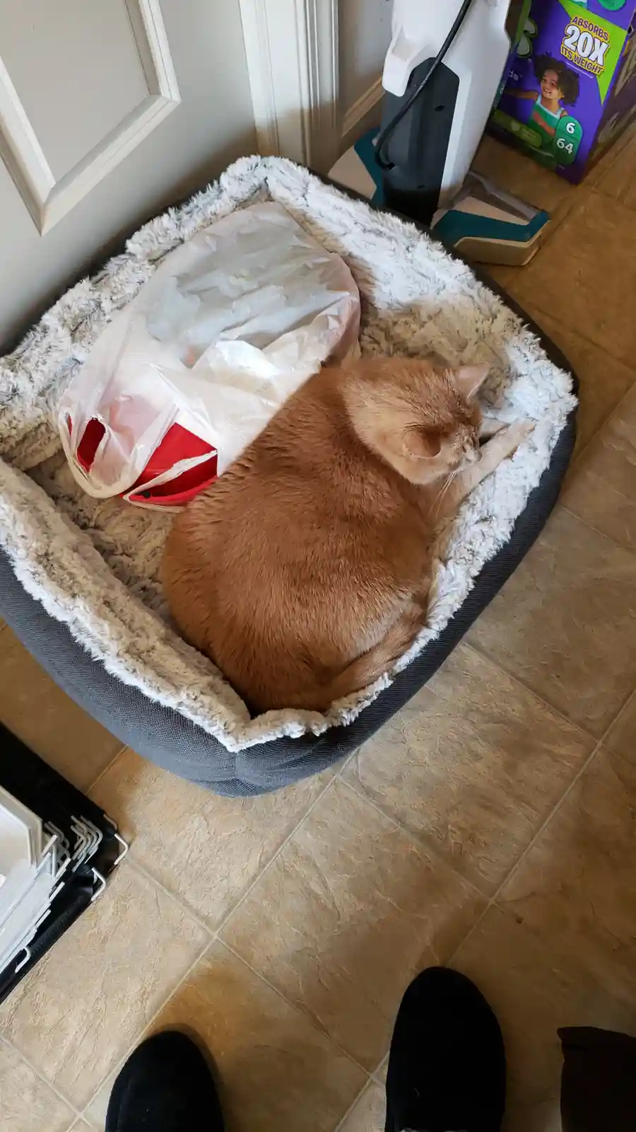 An orange tabby cat is curled up sleeping in a plush, grey and white pet bed. Beside the cat is a crumpled plastic bag with…