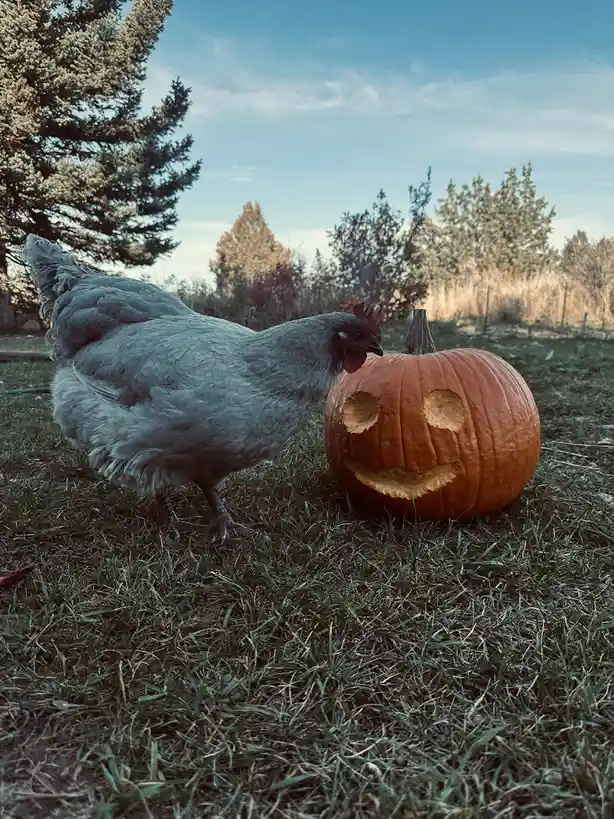 Beware of the Spooky Chickens!