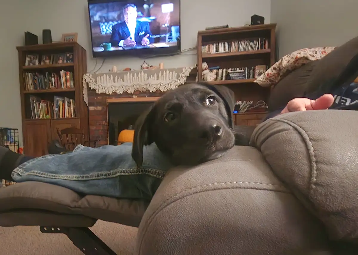 A black dog rests its head on a person's lap on a brown couch, looking directly at the camera with wide, pleading eyes. In…