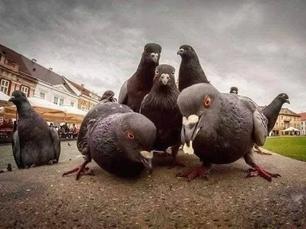 Animals Ready to Drop the Next Big Hits: Meme Collection for a Happy Monday!