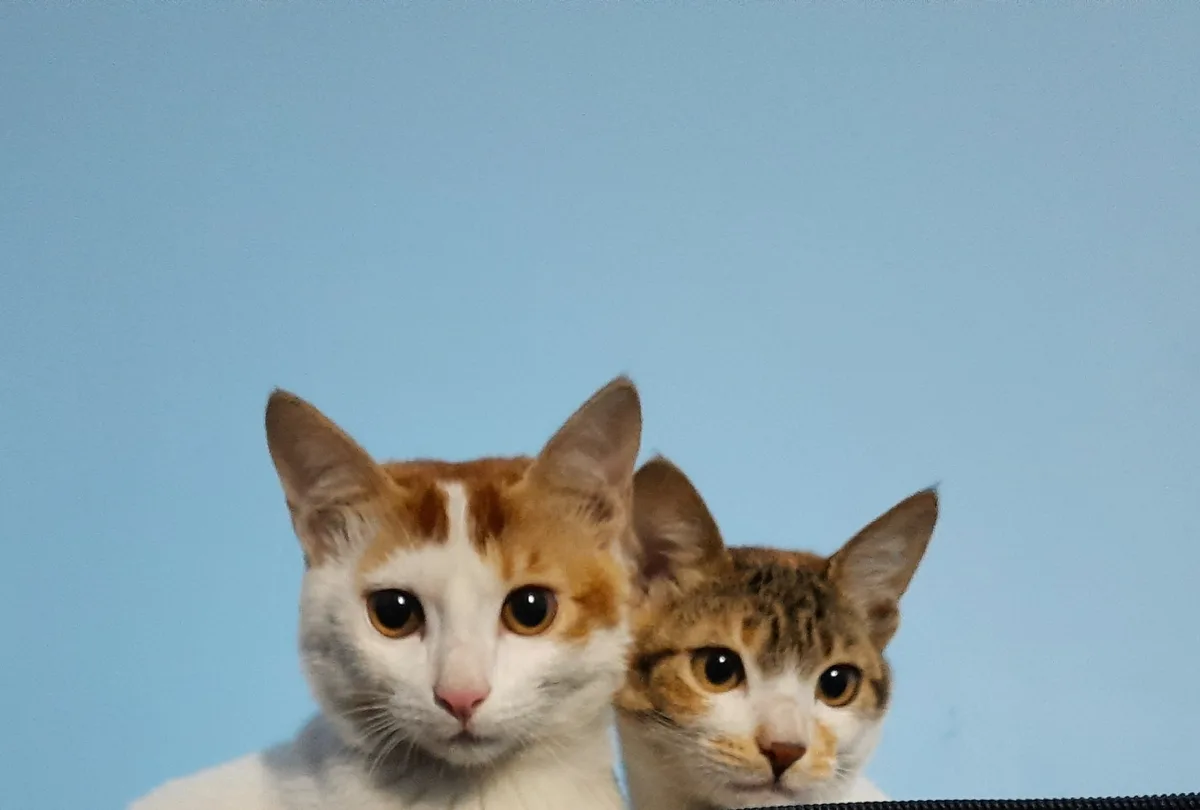 Two cats with orange and white fur are looking directly at the camera against a plain blue background. The cat on the left…