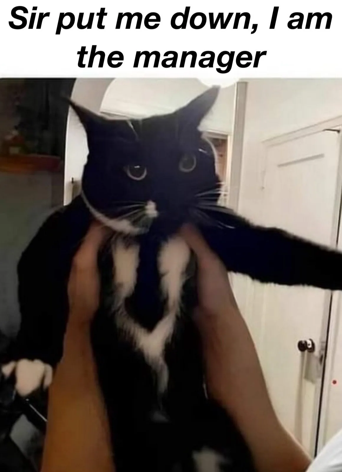 A black and white cat is being held up by a person's hands, looking directly at the camera with wide, expressive eyes. The…