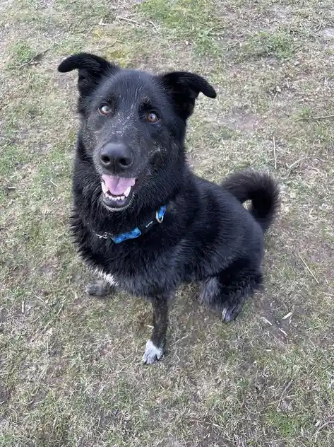 A black dog with floppy ears and a blue collar sits on grass, looking up with a happy, open-mouthed expression. The overlaid…
