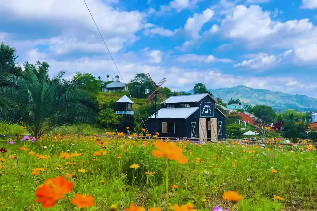 A vibrant field of orange and purple flowers in the foreground with a black barn-style building and a windmill in the…