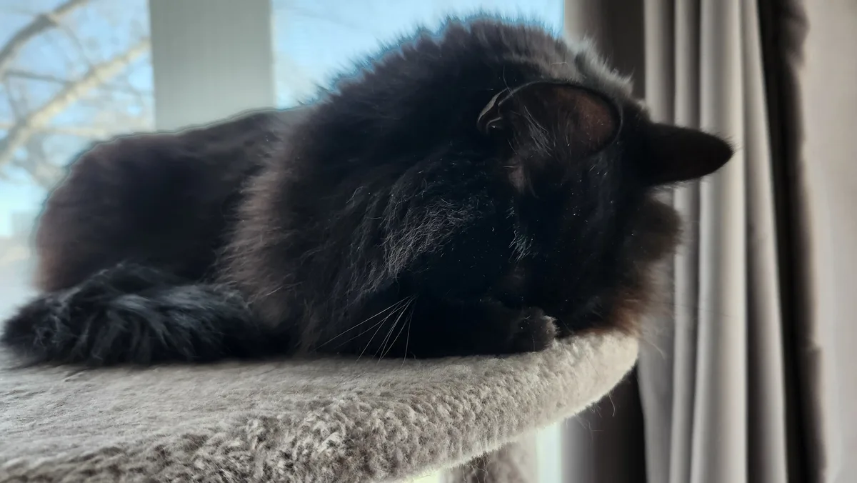 A fluffy black cat is curled up and sleeping soundly on a beige cat tree perch near a window with curtains. The cat's fur is…
