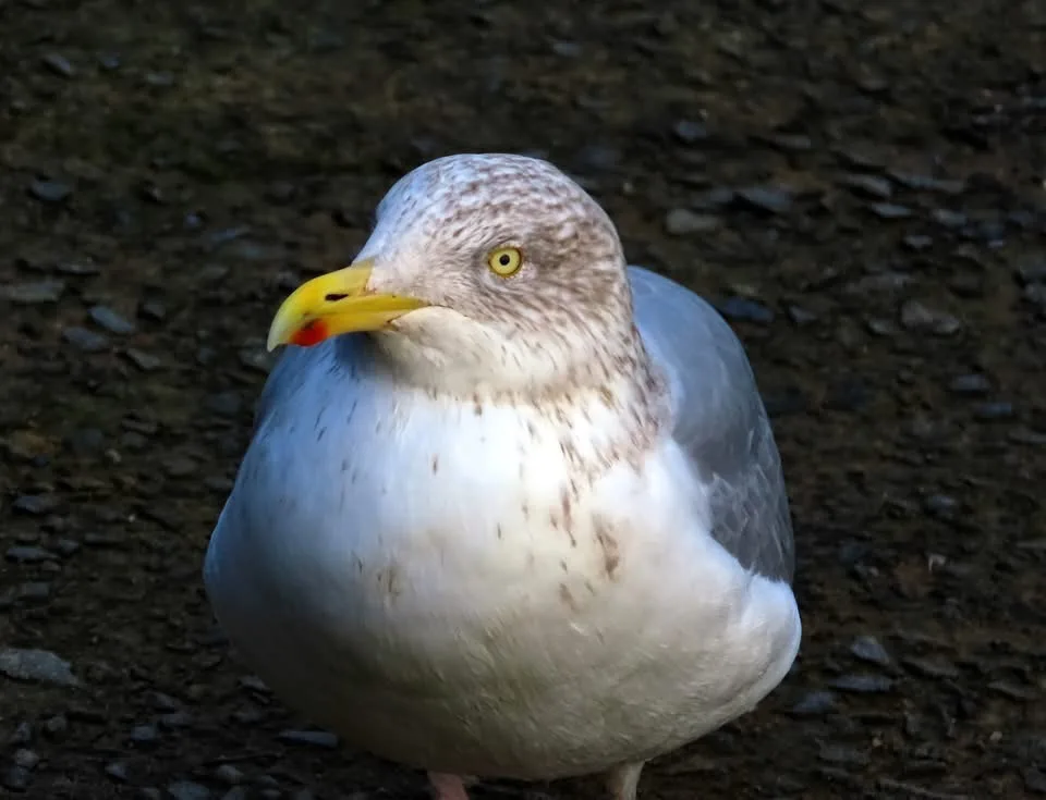 A close-up photo of a seagull with white and gray feathers, a yellow beak with a red spot, and a yellow eye, standing on…