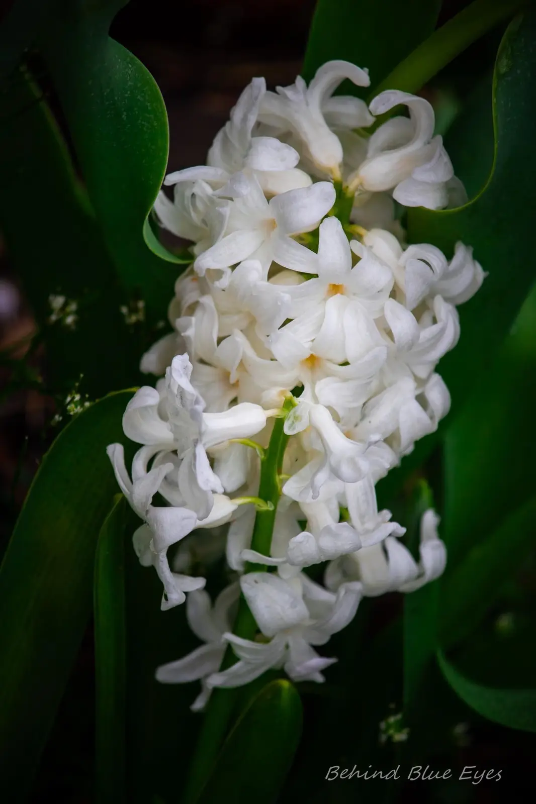 A close-up photograph of a white hyacinth flower cluster surrounded by dark green leaves, with the text 'Behind Blue Eyes'…