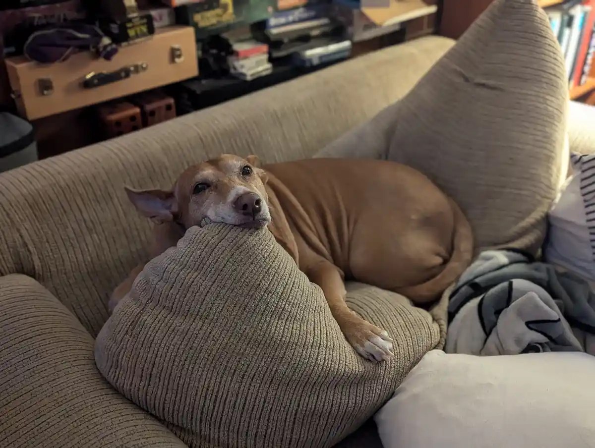 A brown dog with a white muzzle is lounging on a beige corduroy couch, its head resting on a large, textured pillow. The dog…