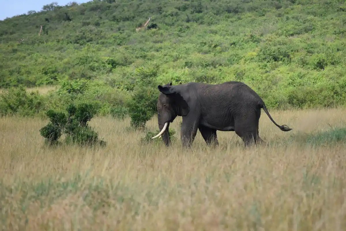 An adult African elephant with large ears and tusks walks through tall, dry grass in a savanna. In the background, on a…