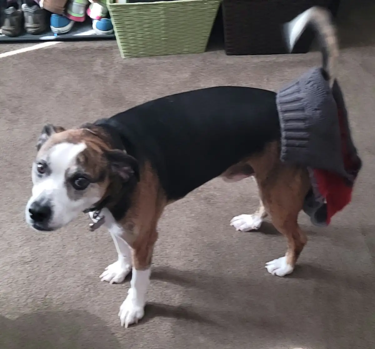 A brown and white dog wearing a black shirt and a grey knitted skirt stands on a carpeted floor, looking at the camera with…