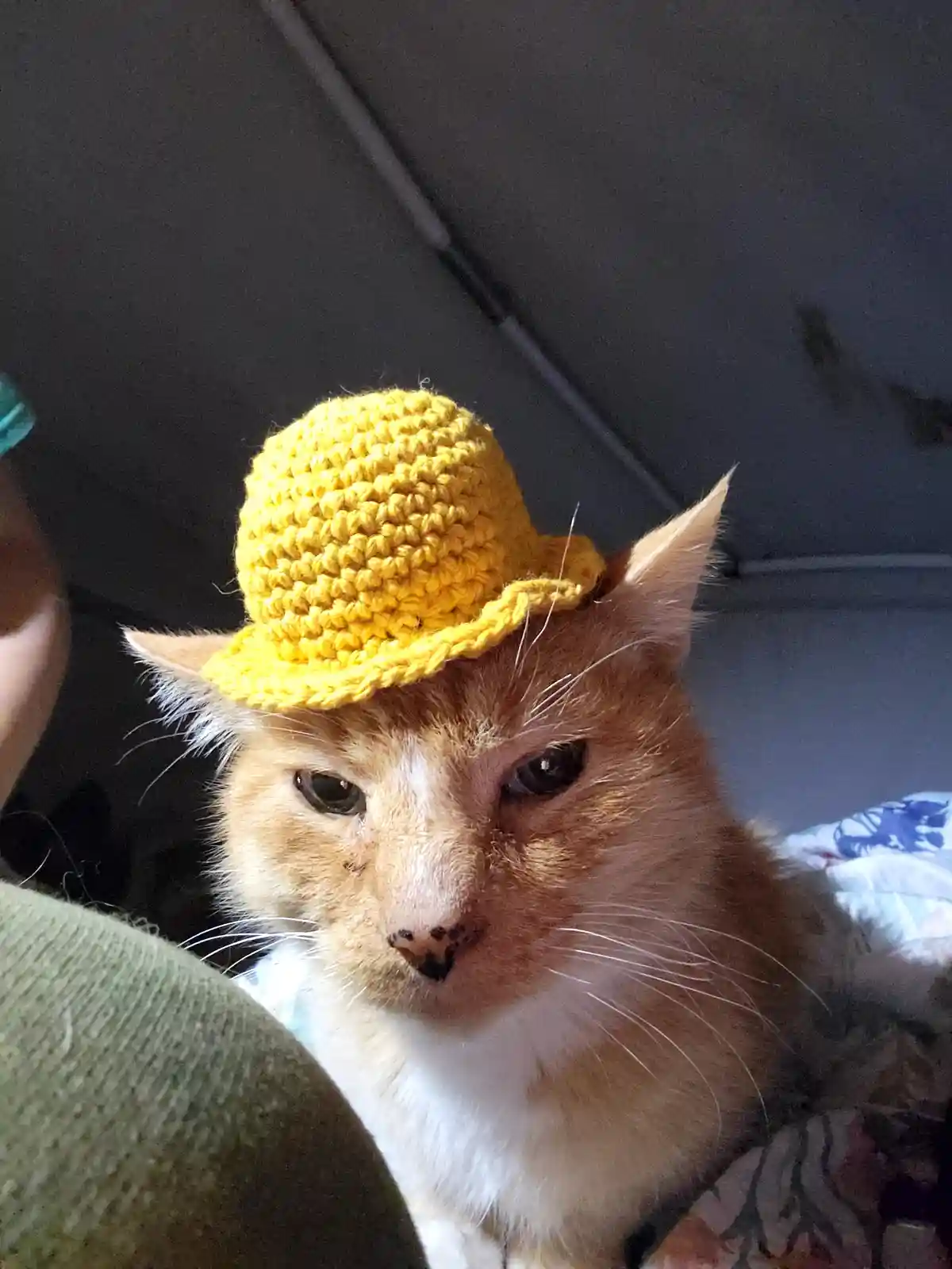 An orange and white cat with a small, yellow crocheted hat sits looking directly at the camera with a bored, unimpressed…