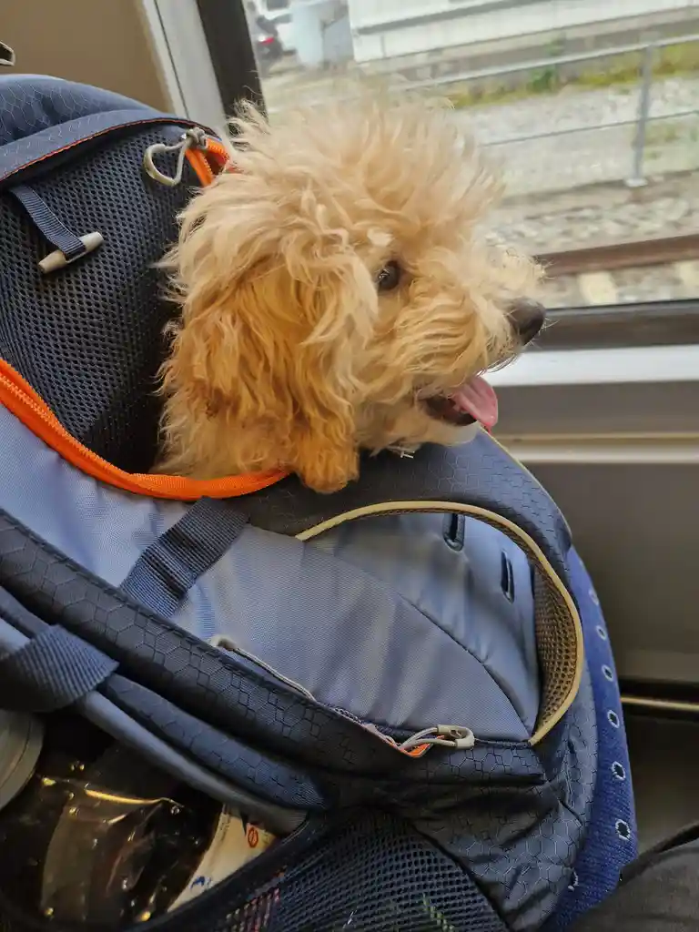 A fluffy, light-brown poodle-like dog with its tongue out is peeking out from the top opening of a blue and orange pet…