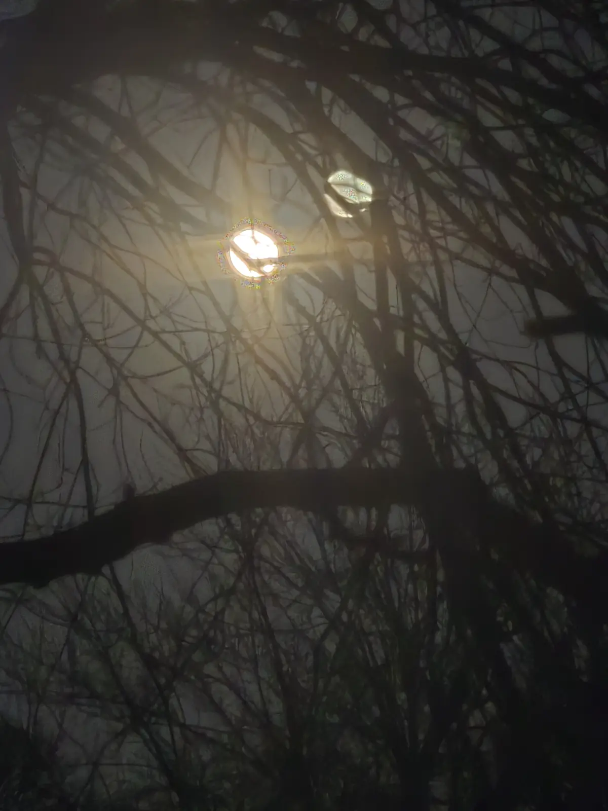 A low-angle nighttime photo shows bare tree branches silhouetted against a dim sky, with two bright, glowing streetlights…