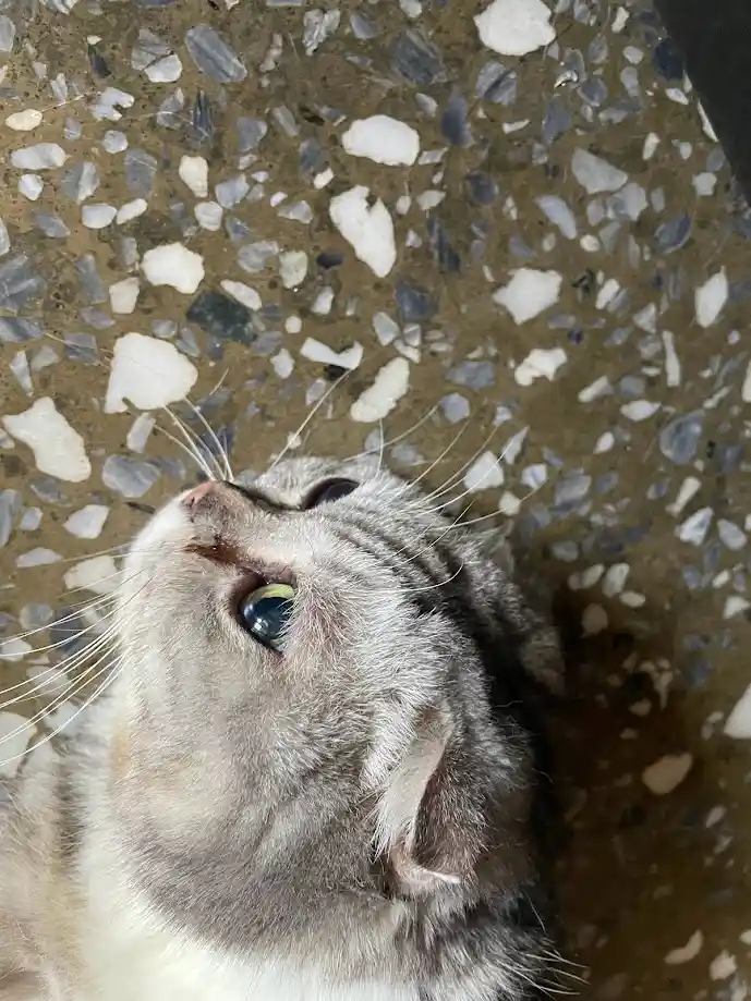 Another charming kitty moment