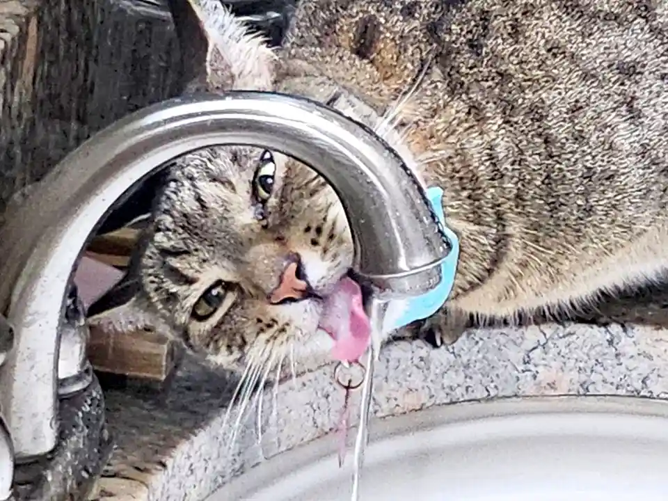 A tabby cat with green eyes is drinking water from a metal faucet, its pink tongue lapping up the stream. The cat's head is…