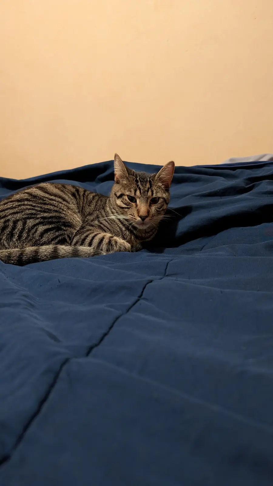 A tabby cat with dark stripes lies curled on a rumpled blue blanket against a plain beige wall, looking directly at the…