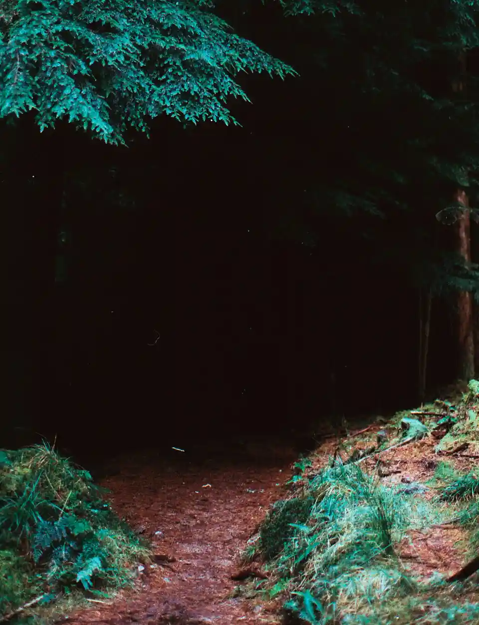 A dark forest path leads into a pitch-black void surrounded by trees and mossy ground, with overlaid text reading 'i'm not…