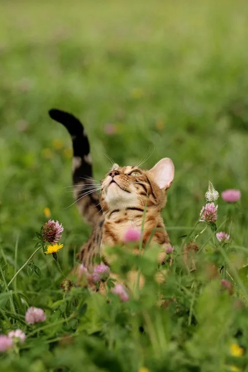 Today's adorable feline feature