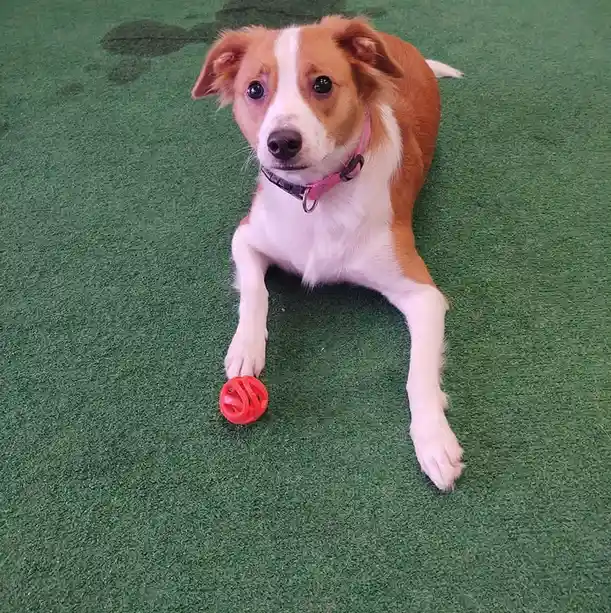 A brown and white dog with floppy ears lies on green artificial turf, one paw resting on a red ball. The dog looks directly…