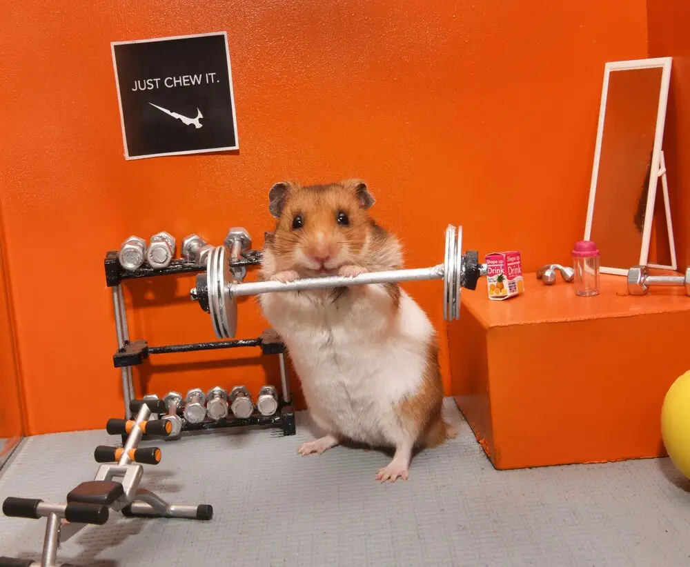 A small brown and white hamster stands upright in a miniature gym, holding a tiny barbell with both paws. The gym features…