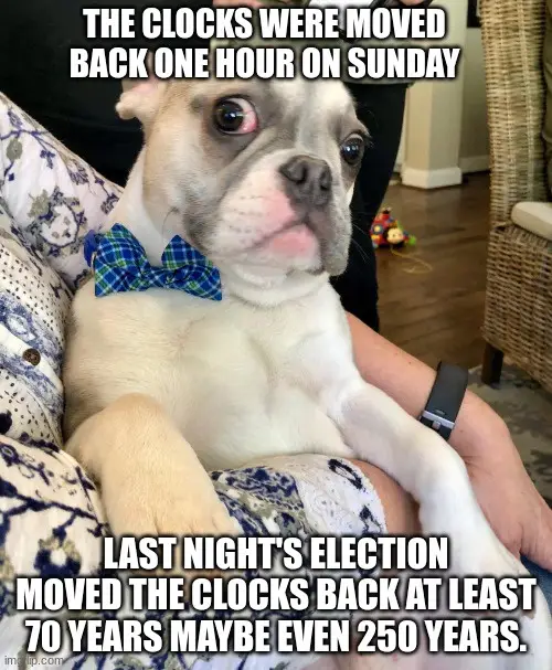 A light-colored bulldog puppy wearing a blue plaid bowtie sits on a patterned couch, looking upward with wide, startled…