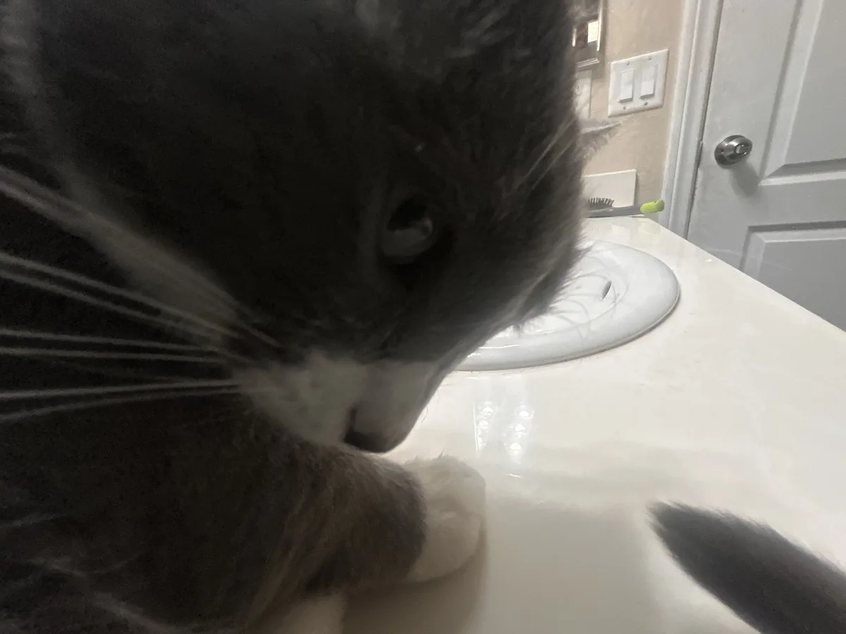 A close-up photo shows a gray and white cat with long whiskers leaning over a white bathroom countertop, its head near a…