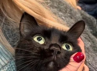 A close-up photo shows a black cat with wide, startled green eyes looking upward. A person with blonde hair and red-painted…