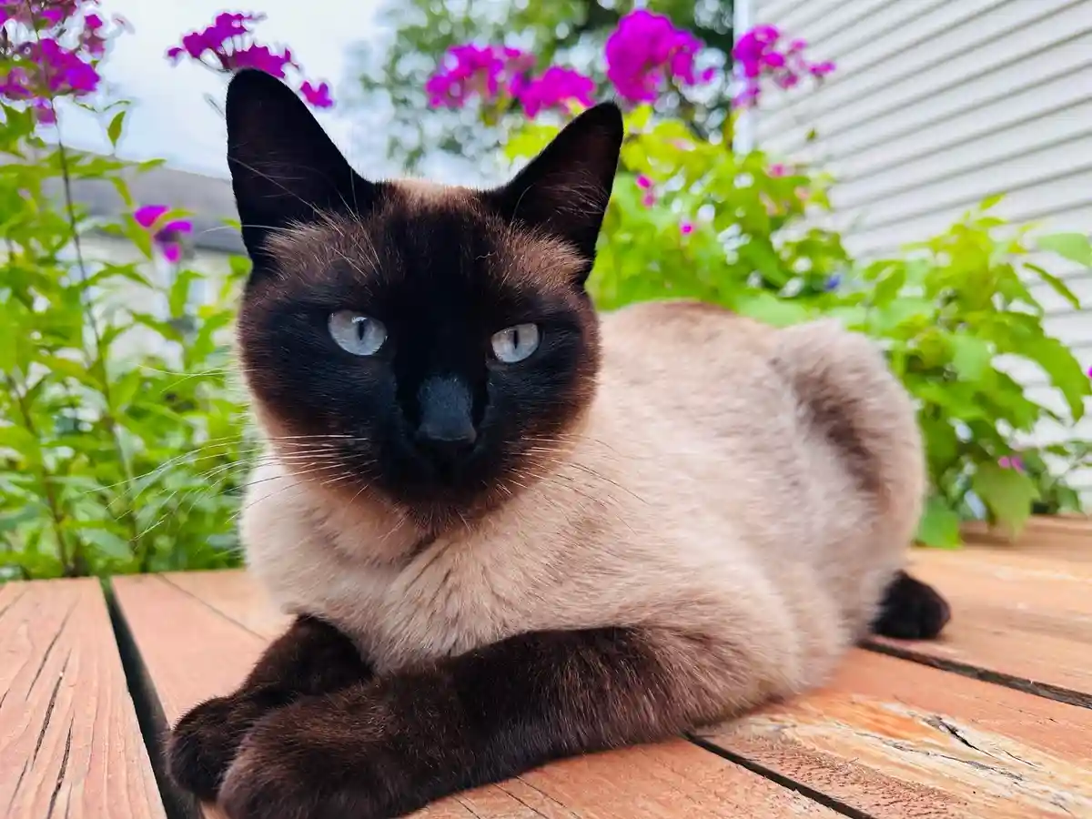 Siamese Cats: A Plea for Attention