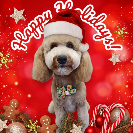 A fluffy, light brown dog with a white muzzle wears a red Santa hat and a colorful bow tie, standing against a festive red…