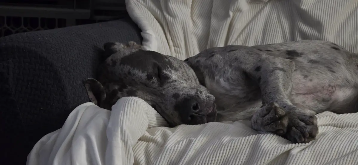 Meet Earl: The Adorable Catahoula Leopard Dog and Pitbull Mix