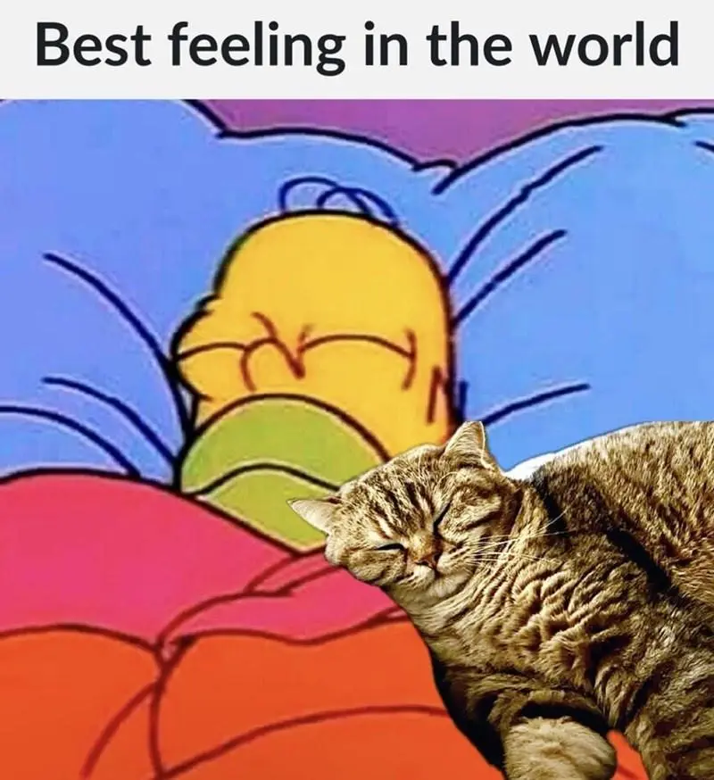 A tabby cat with closed eyes and a content expression is superimposed onto a cartoon image of Homer Simpson sleeping…