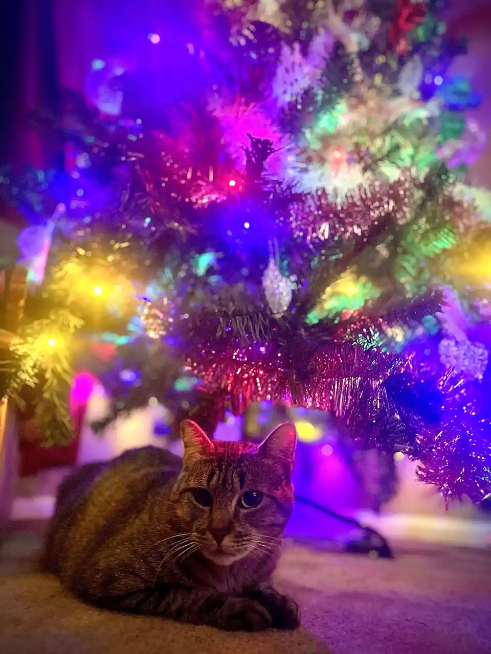 A tabby cat lies calmly on a carpet beneath a brightly lit, multi-colored Christmas tree with purple, blue, green, and…