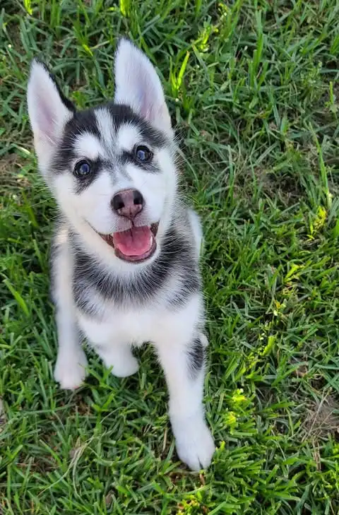 A close-up photo of a happy, black-and-white husky puppy sitting on green grass, looking up with its mouth open in a joyful…