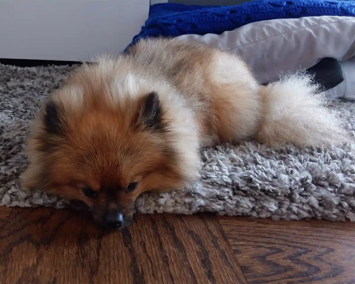 a fluffy, light brown and white dog with dark ears and nose is lying on a grey shaggy rug, its head resting on a wooden…