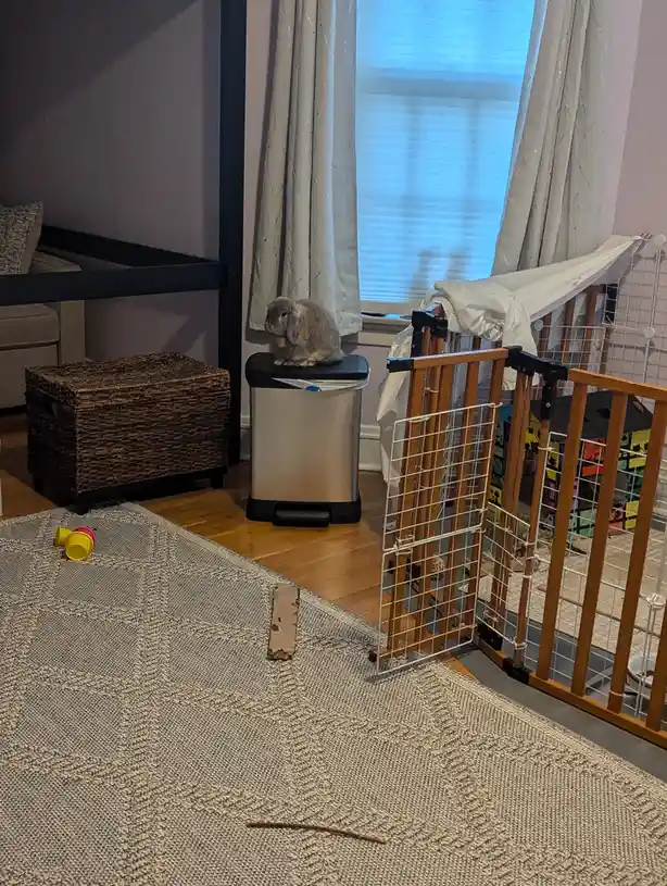 A gray lop-eared rabbit sits calmly on top of a silver trash can in a living room, with a baby gate and a wicker storage bin…