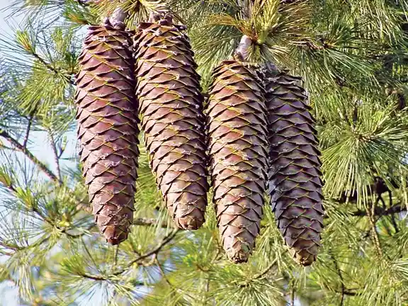 Four brown pine cones hang from a pine tree branch surrounded by green needles and a blue sky. The image has overlaid text…