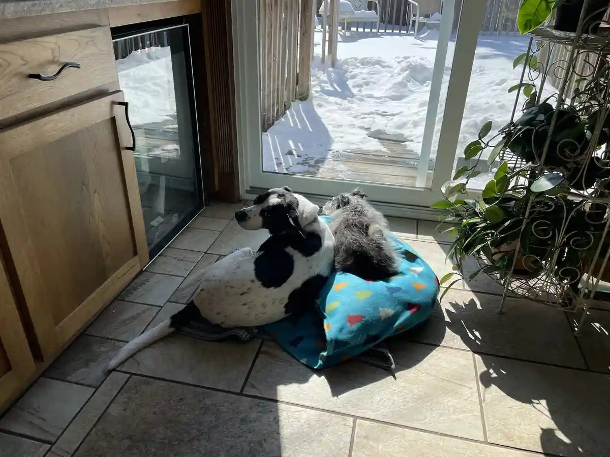 Two dogs, one black and white spotted and one gray, are sitting together on a blue blanket with colorful triangles near a…