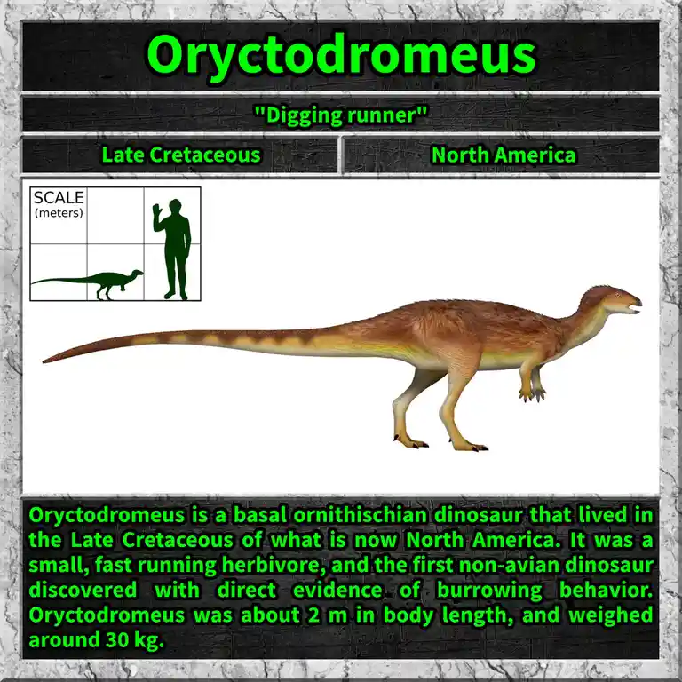 The image displays a detailed illustration of the dinosaur Oryctodromeus, labeled as a 'Digging runner' from the Late…