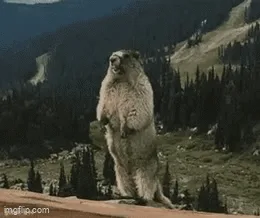 A marmot stands upright on a rocky ledge in a mountainous forest, looking alert and vocal. The image is repeated six times…