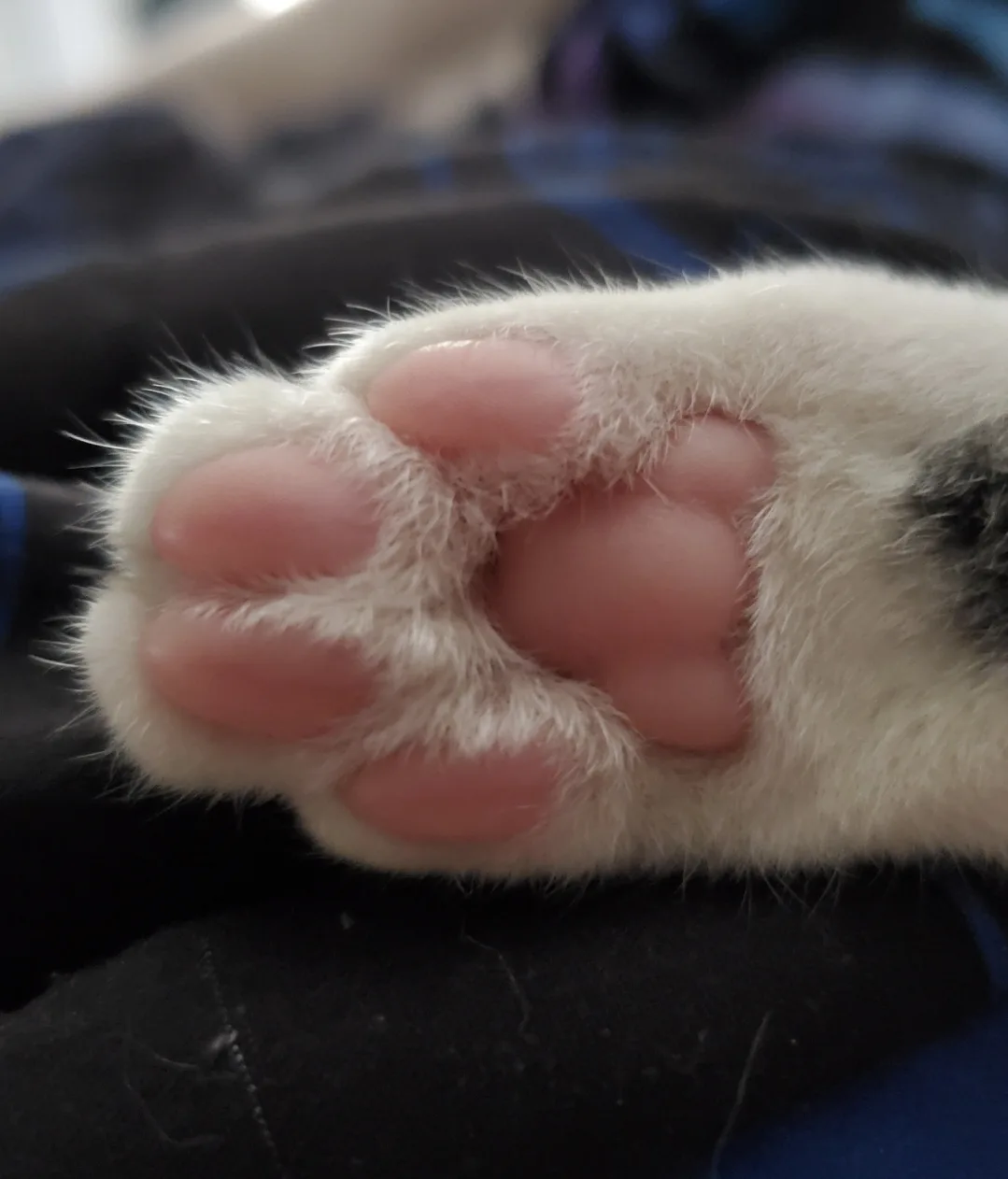 A close-up photo shows the bottom of a cat's paw, with visible pink pads and white fur, resting on a dark fabric surface…