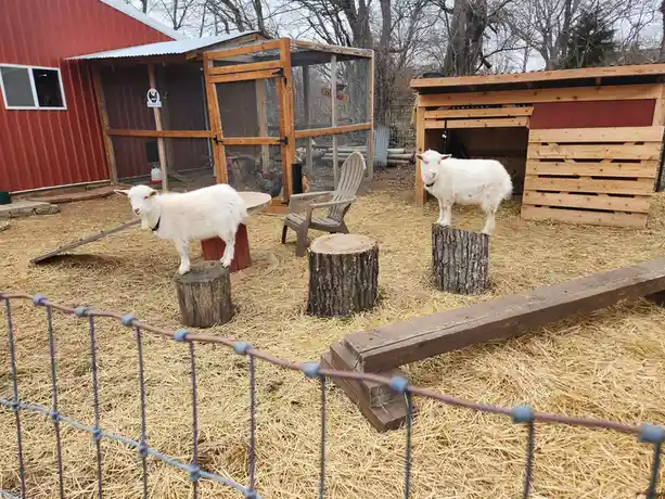 Two white goats stand on separate tree stumps in a fenced, straw-covered yard with a red barn and wooden shelters in the…