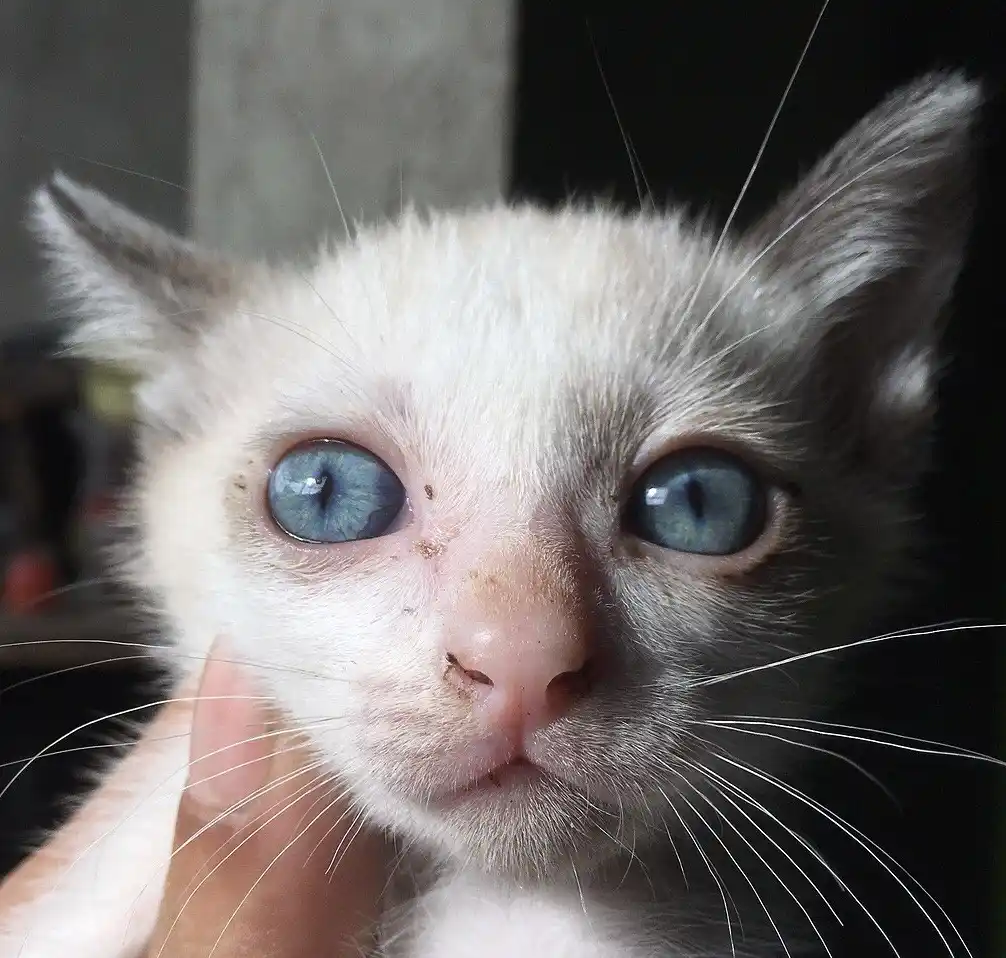 A close-up photo of a small, fluffy white kitten with large, bright blue eyes and a pink nose, being gently held by a human…