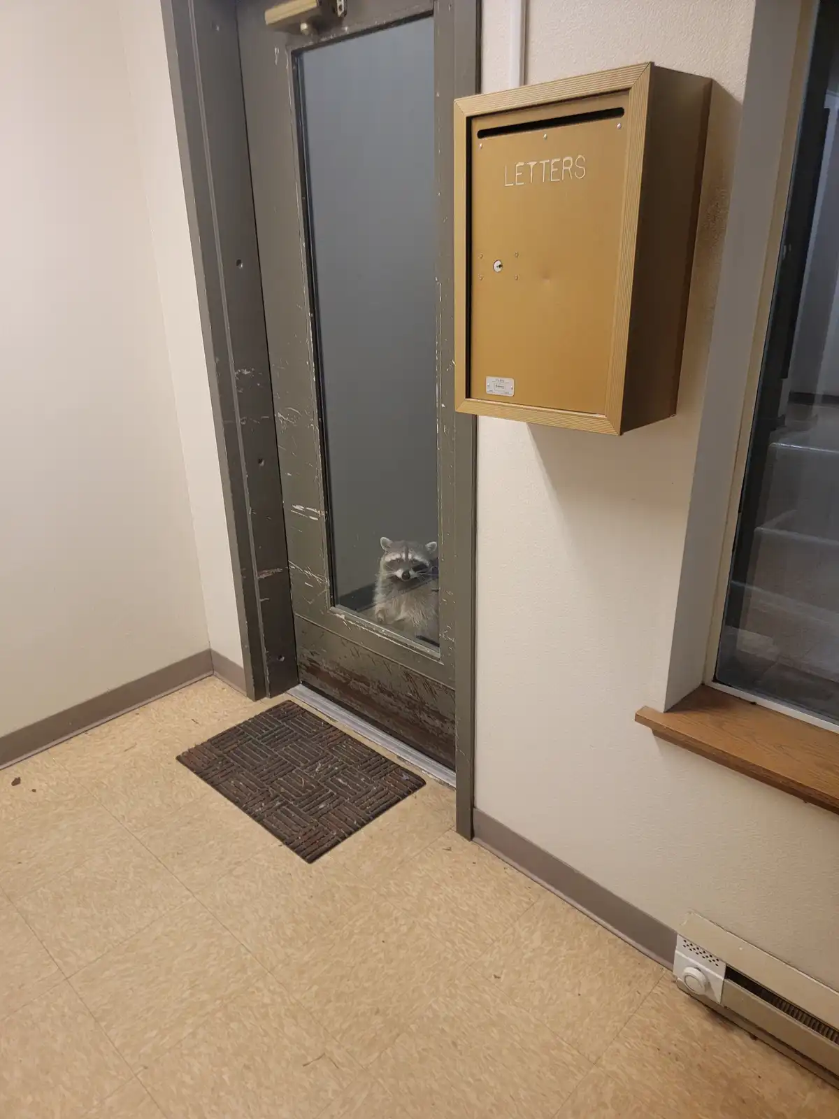A raccoon peers through the glass panel of a residential door, positioned beside a tan wall-mounted mailbox labeled…