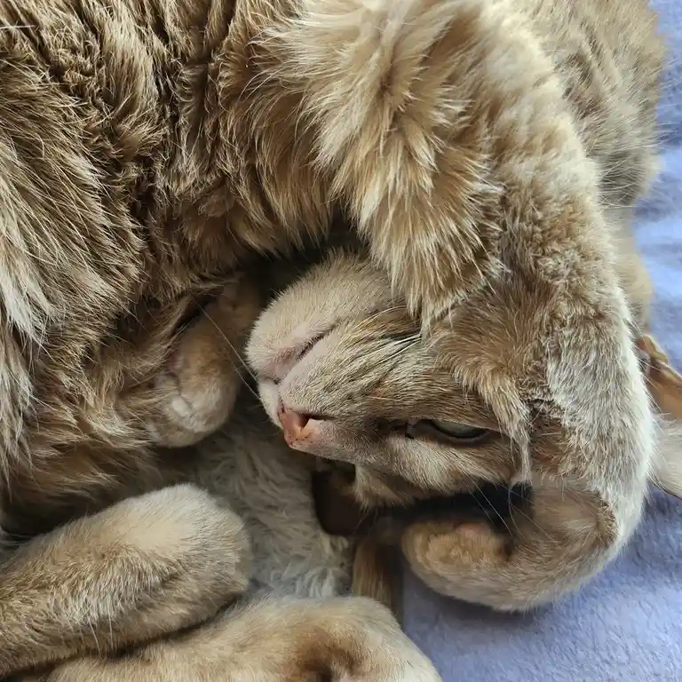 A close-up photo shows a fluffy, light brown cat curled up and sleeping soundly on a blue surface, with one eye slightly…