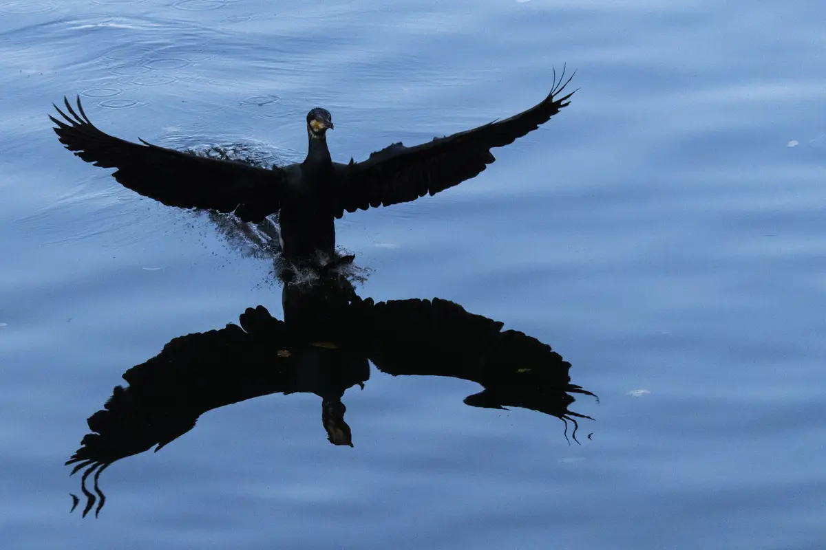 A black cormorant stands in calm blue water with its wings fully spread, creating a symmetrical reflection that makes it…