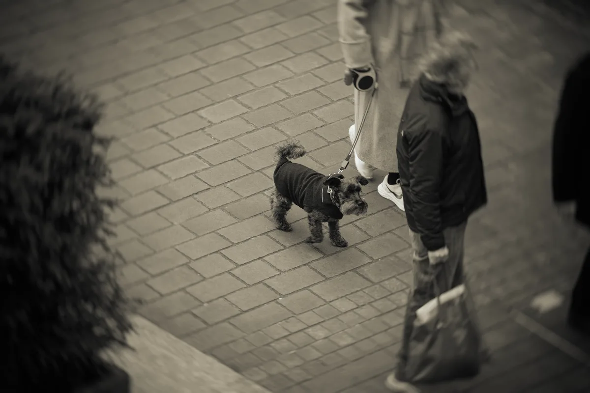 A black-and-white, high-angle photo shows a small dog wearing a dark coat walking on a paved sidewalk, being led by a person…