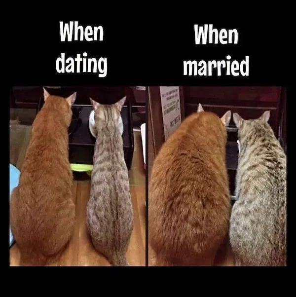 Two side-by-side photos show two cats from behind, both looking at a food bowl. The left photo is labeled 'When dating' and…
