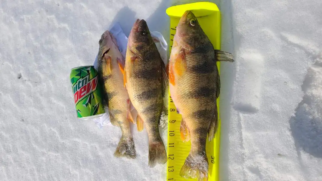 Three freshly caught fish lie on snow next to a yellow measuring ruler and a can of Mountain Dew. The fish are arranged side…
